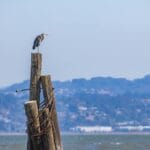 Czapla siedząca na drewnianym słupie nad rzeką z pagórkami w tle