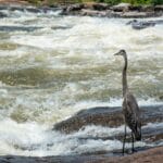 Modronos błękitny stoi przy wartkim nurcie rzeki Chattahoochee