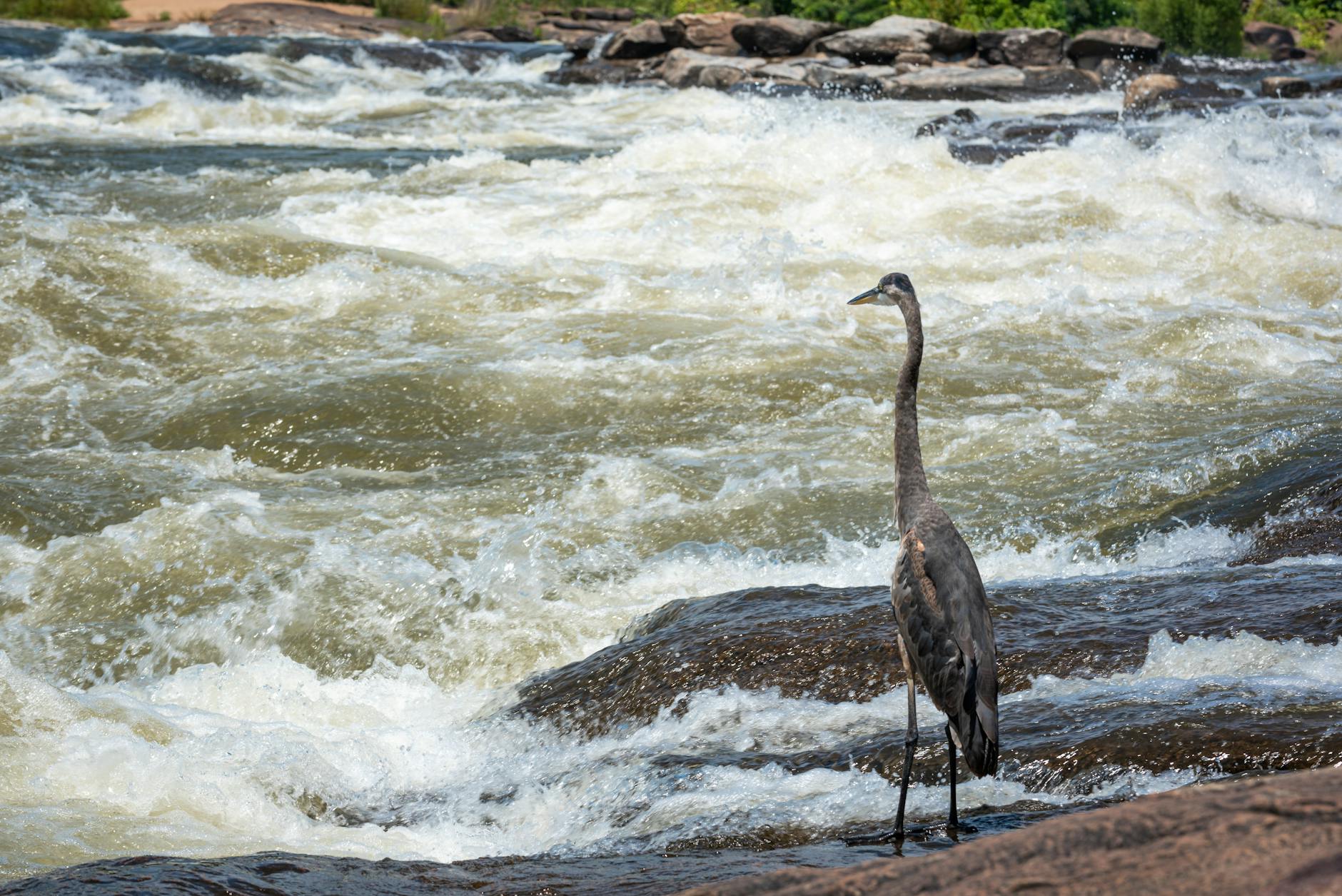 Modronos błękitny stoi przy wartkim nurcie rzeki Chattahoochee