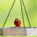 Samiec kardynała północnego na drewnianym karmniku w zielonym ogrodzie