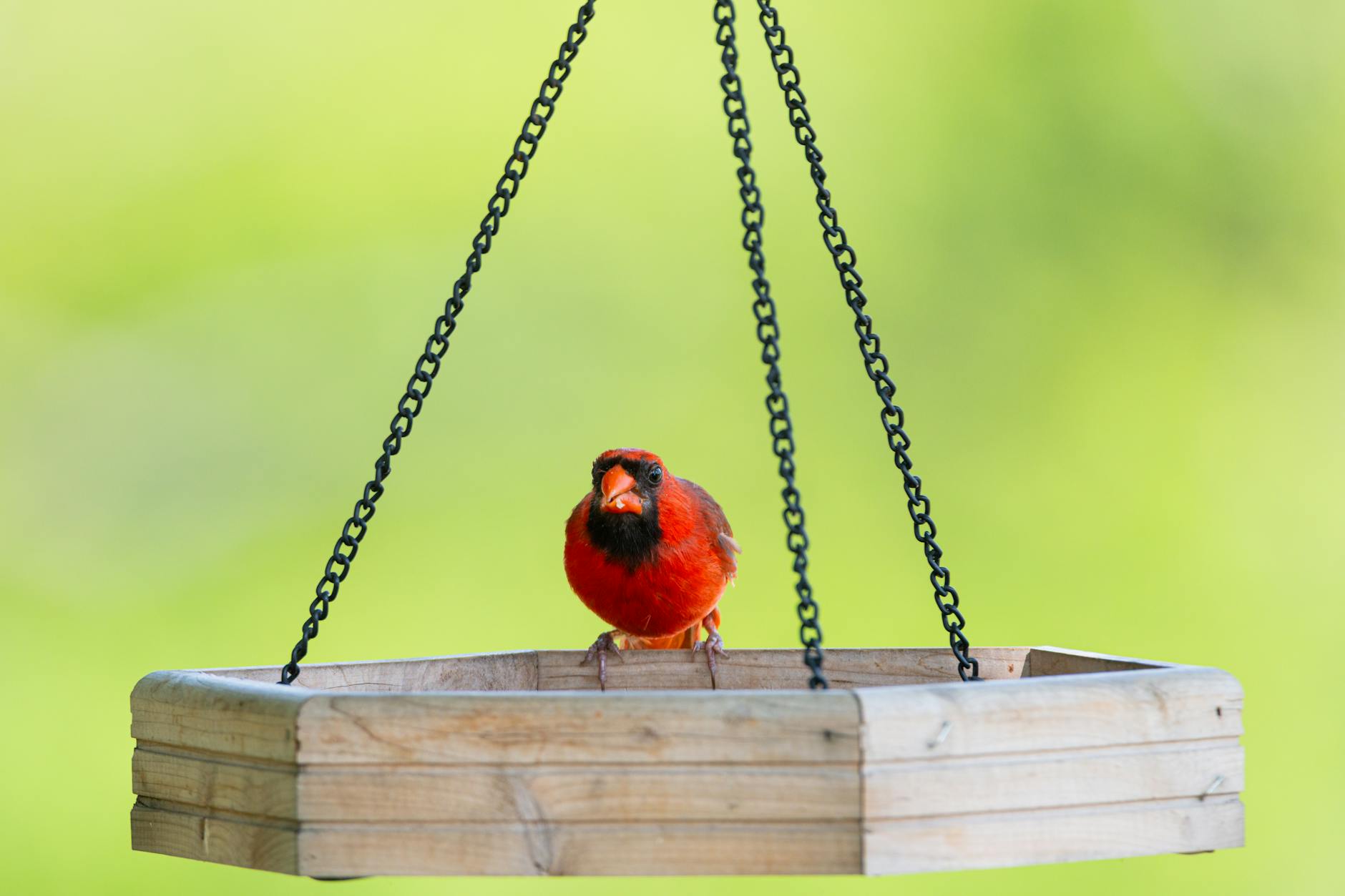 Samiec kardynała północnego na drewnianym karmniku w zielonym ogrodzie