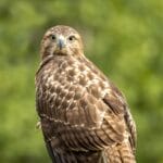 Zbliżenie jastrzębia z Sudbury z przenikliwym spojrzeniem