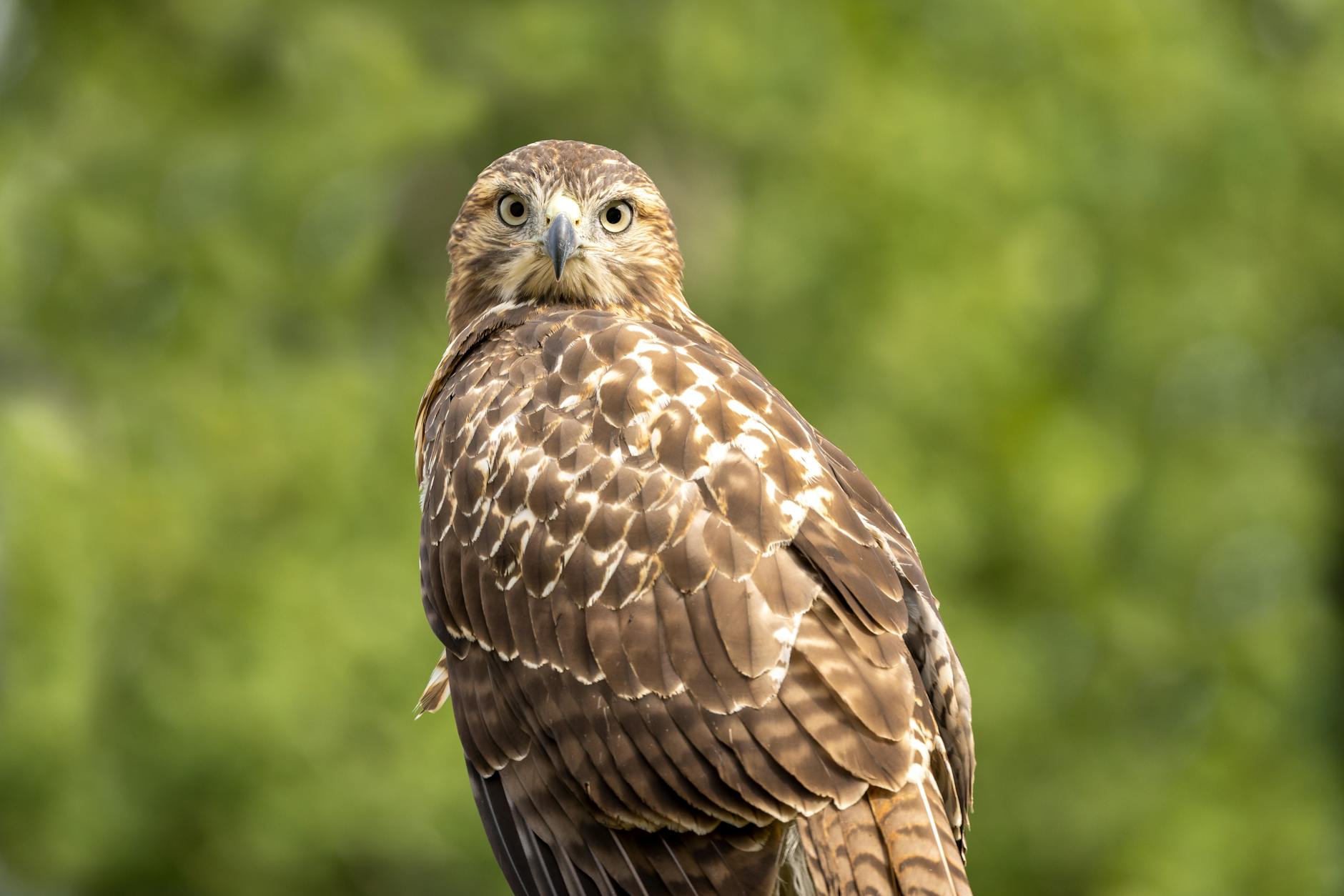 Zbliżenie jastrzębia z Sudbury z przenikliwym spojrzeniem